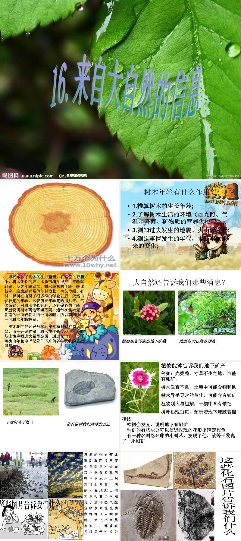 蒲公英素材 (9).ppt